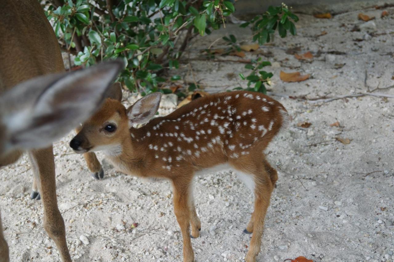 לינה וארוחת בוקר ביג פיין קי Deer Run On The Atlantic מראה חיצוני תמונה